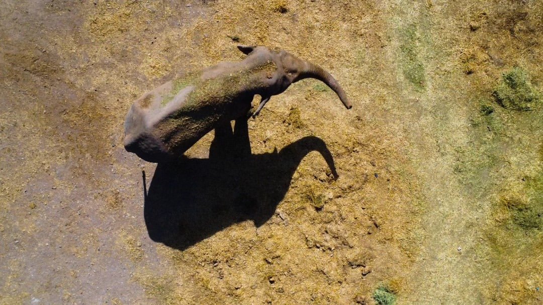 Elefante y su sombra desde arriba