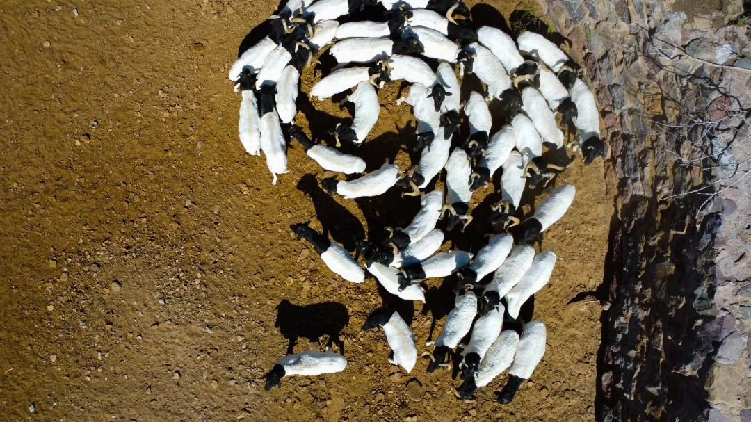 Ovejas formando una espiral, desde el dron