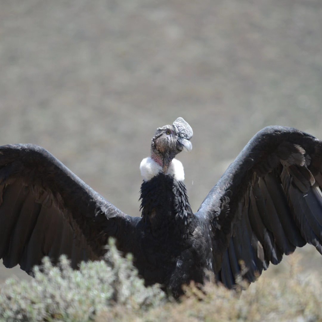 Cóndor Ángel con las alas abiertas
