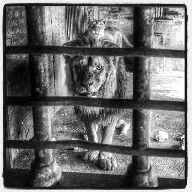 Cabezón y Reina, dos leones abandonados por un circo