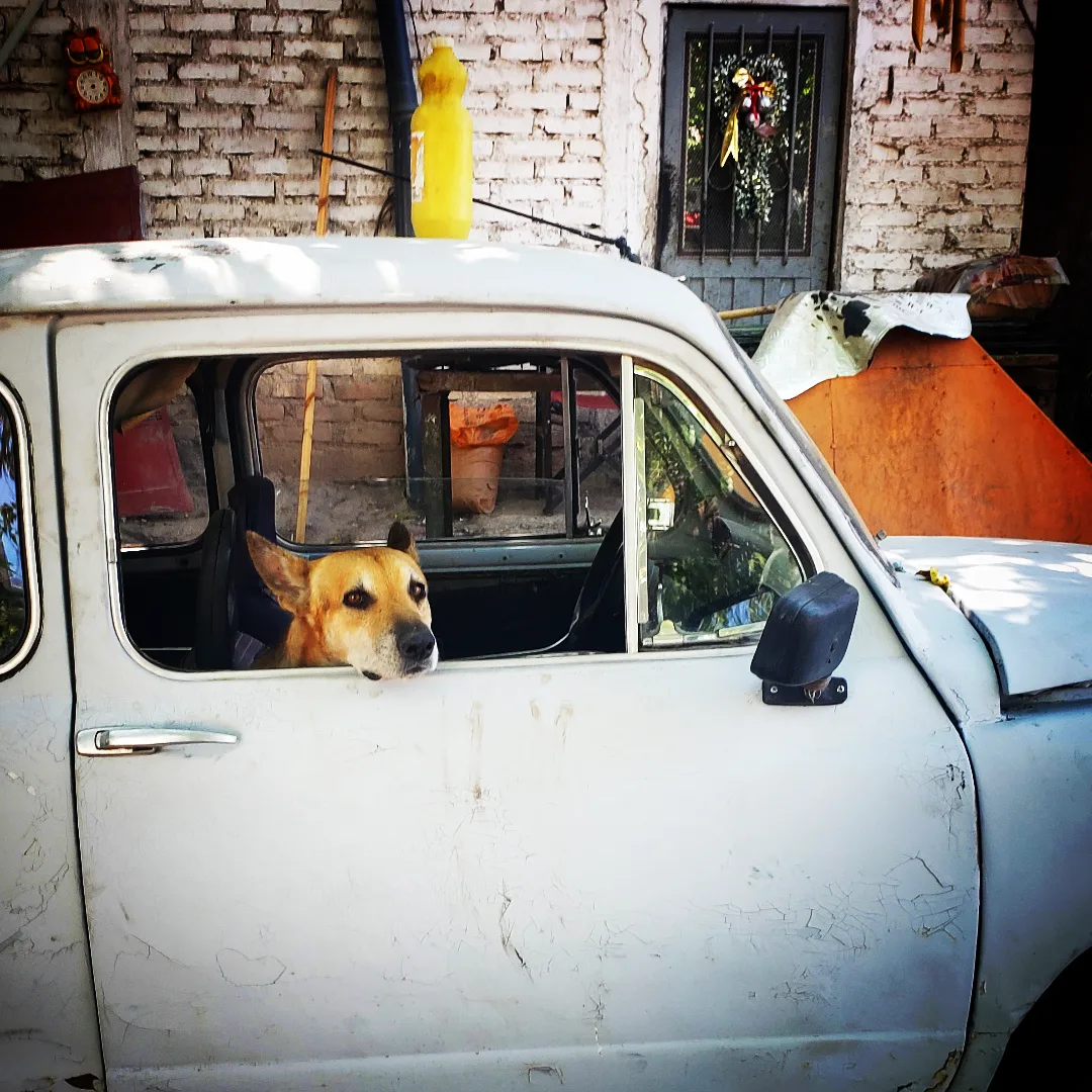 Perro asomado a la ventanilla de un Fiat