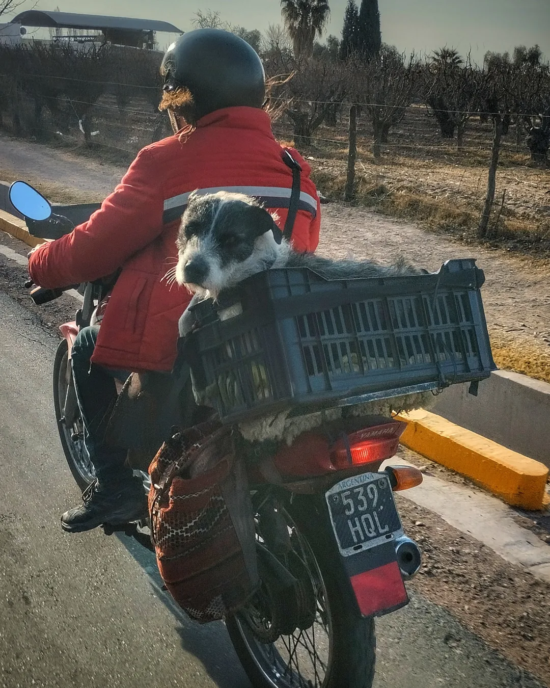 Perrito viajando en canasto de moto