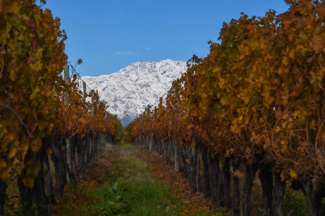 Hileras de viñedo en otoño con montaña nevada